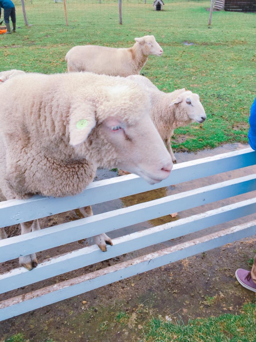パブリネット もこもこの動物たち えこりん村 恵庭市 のお気に入りコメント 口コミ