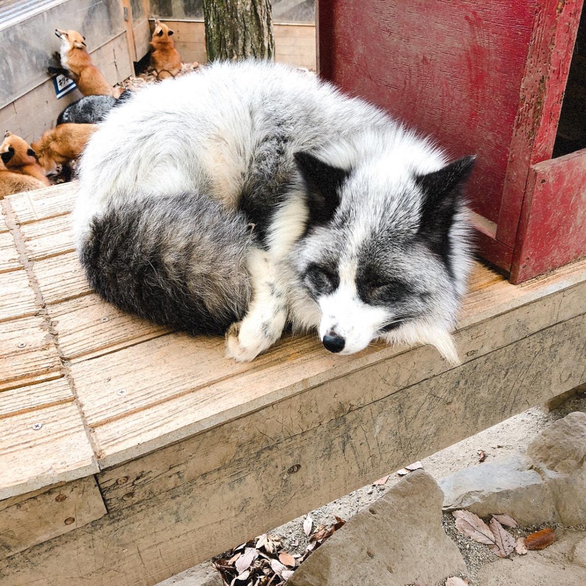 旅探 たびたん 宮城蔵王キツネ村 宮城蔵王キツネ村 白石市 のお気に入りコメント 口コミ
