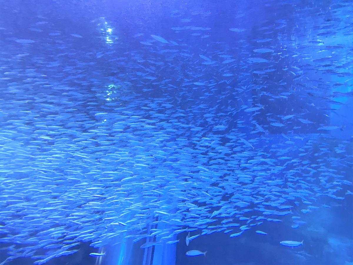 旅探 たびたん 横浜 八景島シーパラダイス 横浜市金沢区八景島