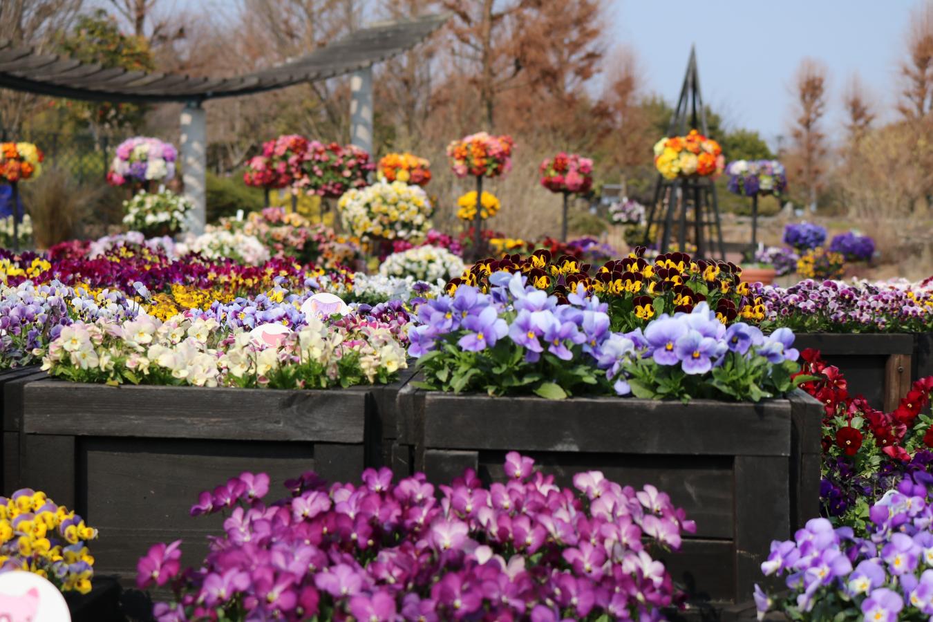旅探 たびたん 草津市立水生植物公園みずの森 旅探 たびたん 草津市立水生植物公園みずの森