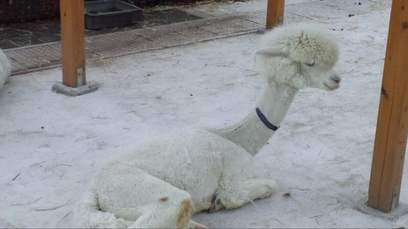 旅探 たびたん アルパカが ハイブリッド レジャーランド東武動物公園 南埼玉郡宮代町 のお気に入りコメント 口コミ