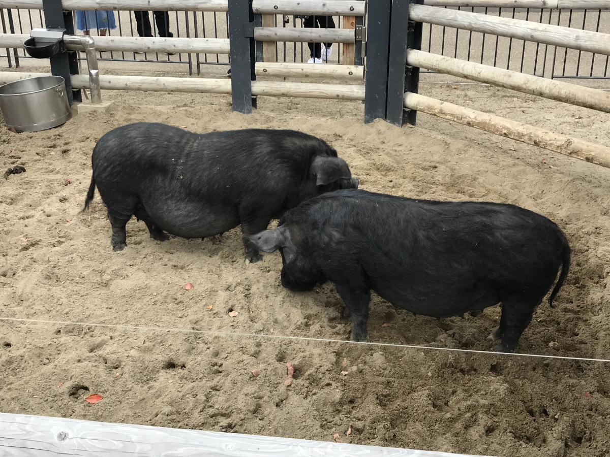 旅探 たびたん 上野動物園のコメント一覧 2ページ