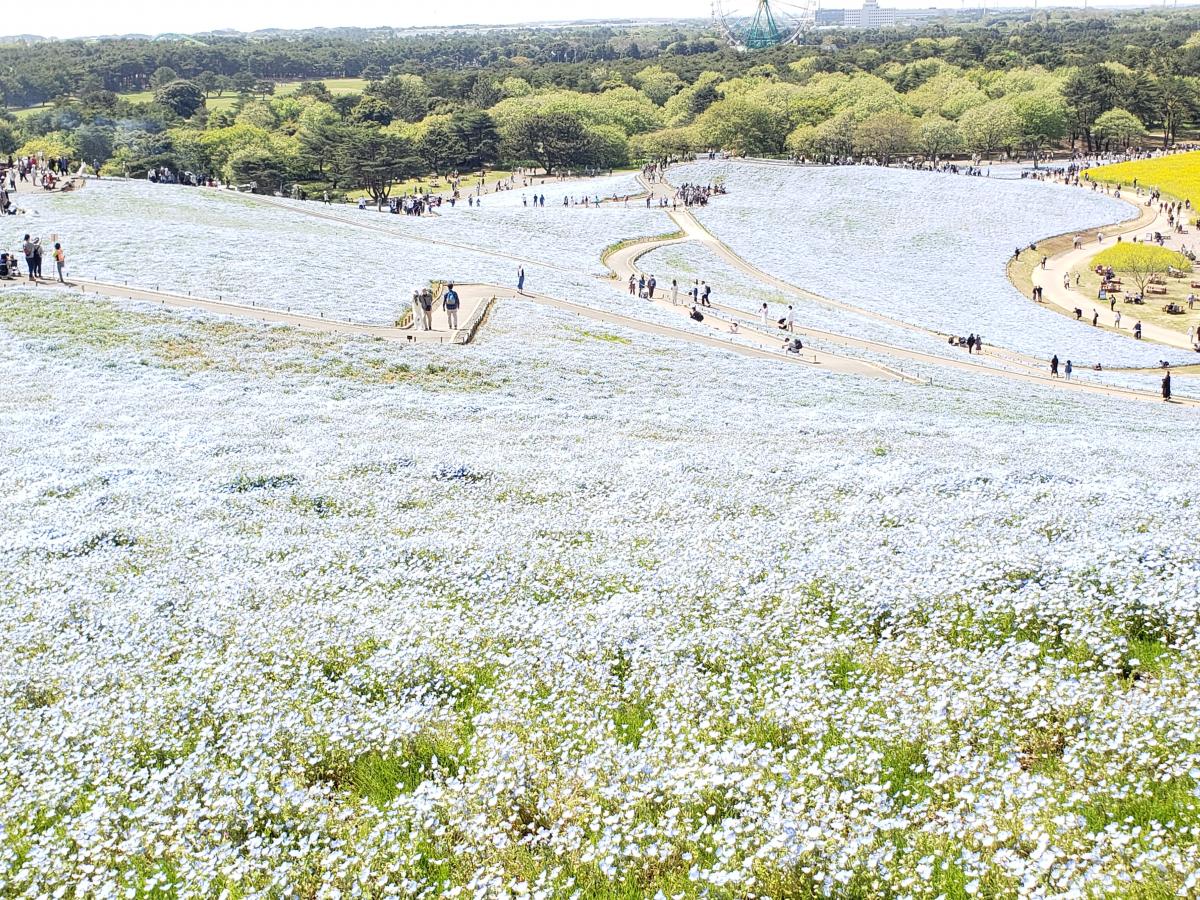 旅探 たびたん 国営ひたち海浜公園 プレジャーガーデン ひたちなか市馬渡