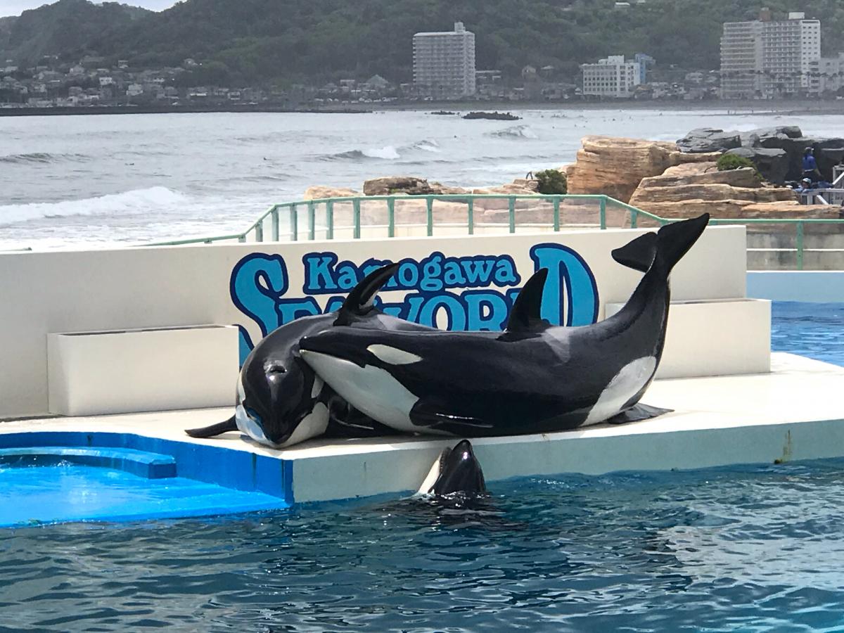 旅探 たびたん 写真 鴨川シーワールド 2ページ