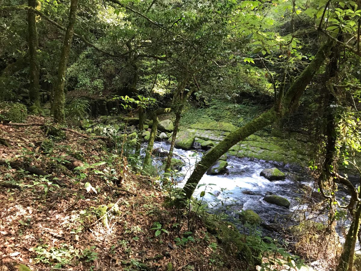 旅探 たびたん 菊池渓谷