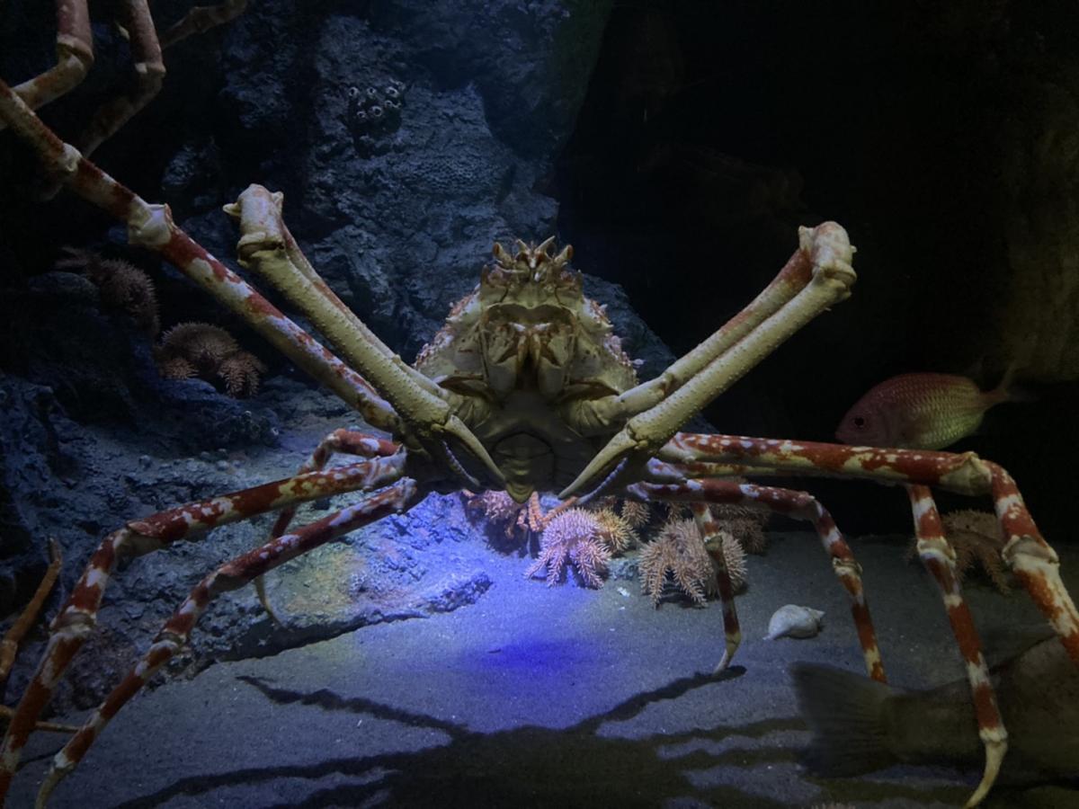 旅探 たびたん 蒲郡市竹島水族館 蒲郡市竹島町