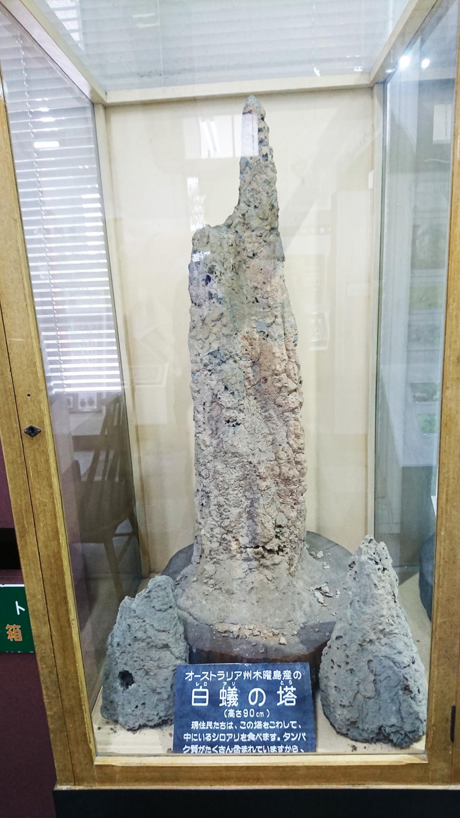 旅探 たびたん 写真 名和昆虫博物館