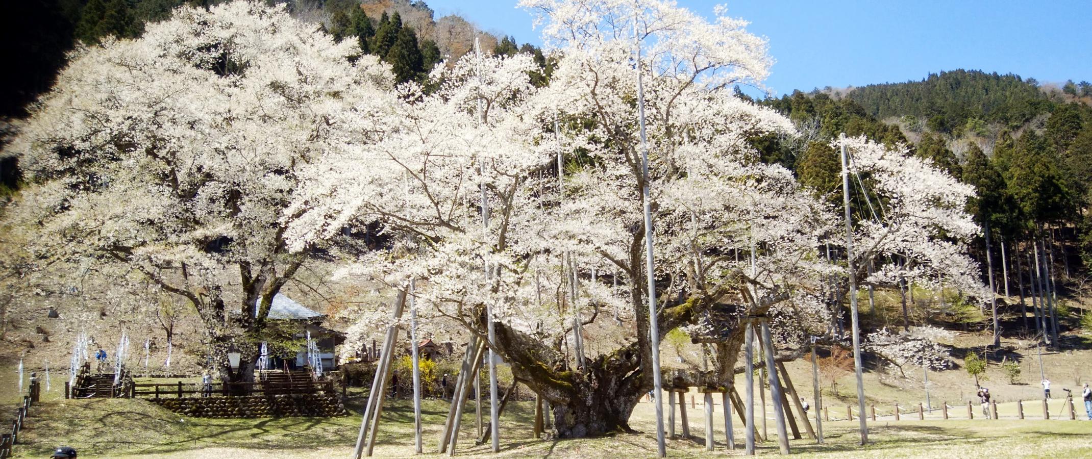 パブリネット】淡墨公園（本巣市根尾板所）