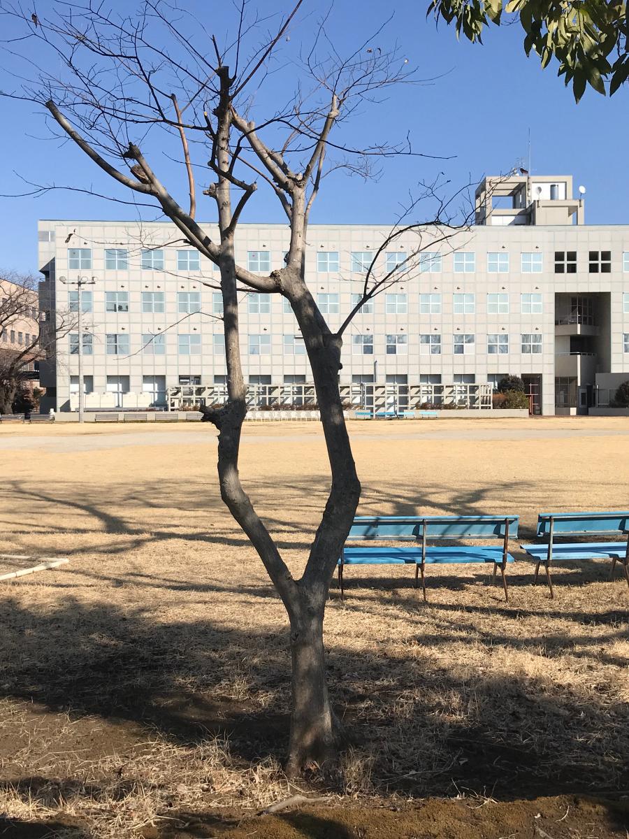 スタディピア 実践女子大学 日野キャンパス 日野市大坂上