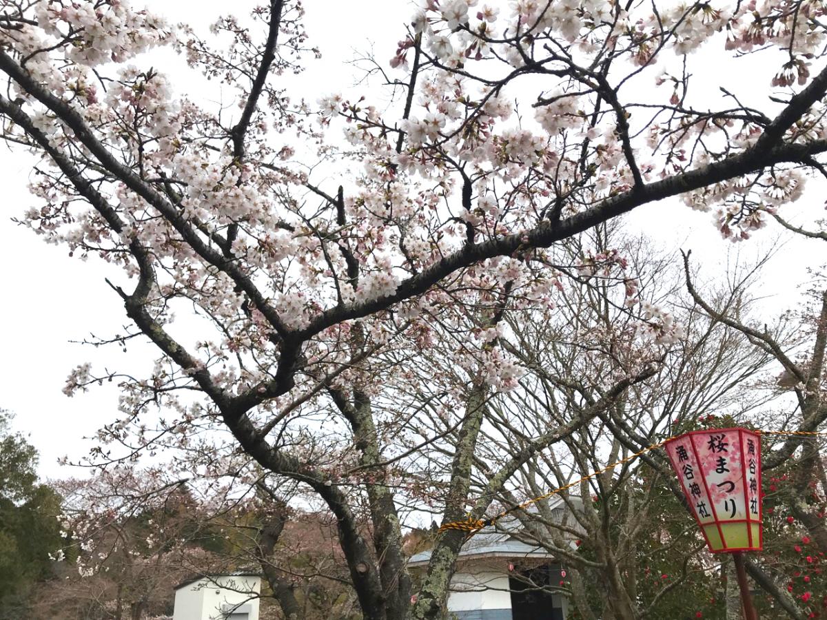 旅探 たびたん わくや桜まつり 遠田郡涌谷町涌谷