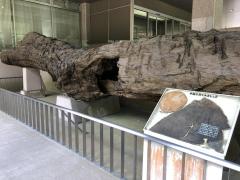 旅探 たびたん 宮崎県総合博物館 宮崎市神宮