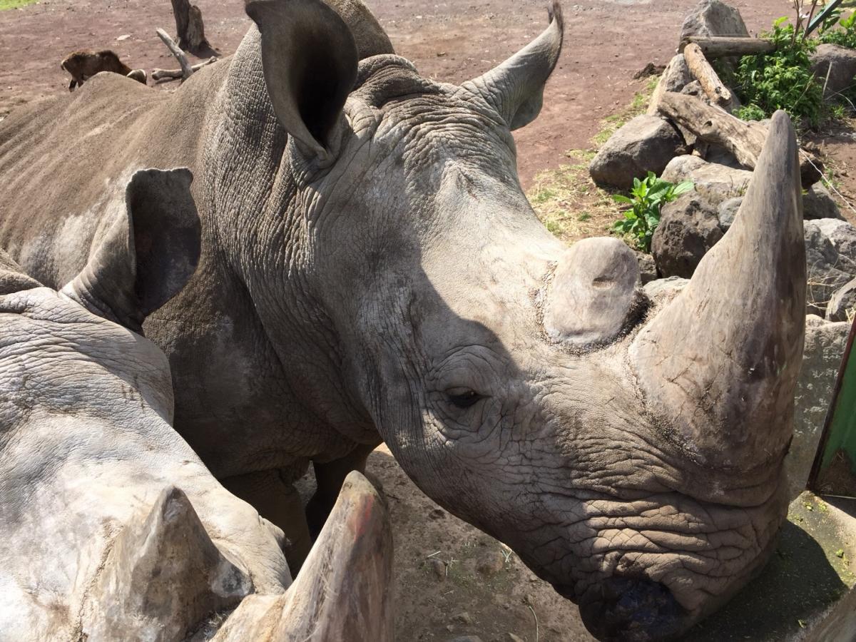 旅探 たびたん 写真 伊豆アニマルキングダム 2ページ