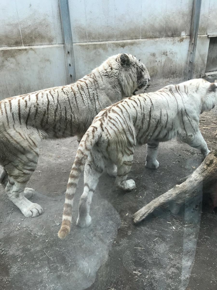 旅探 たびたん 写真 伊豆アニマルキングダム 2ページ