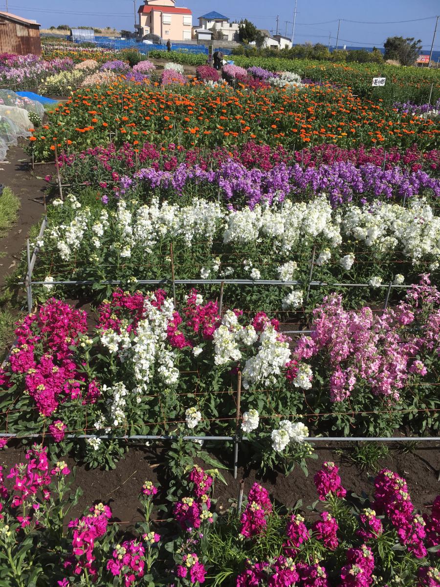 旅探 たびたん 七浦の花畑 南房総市千倉町白間津