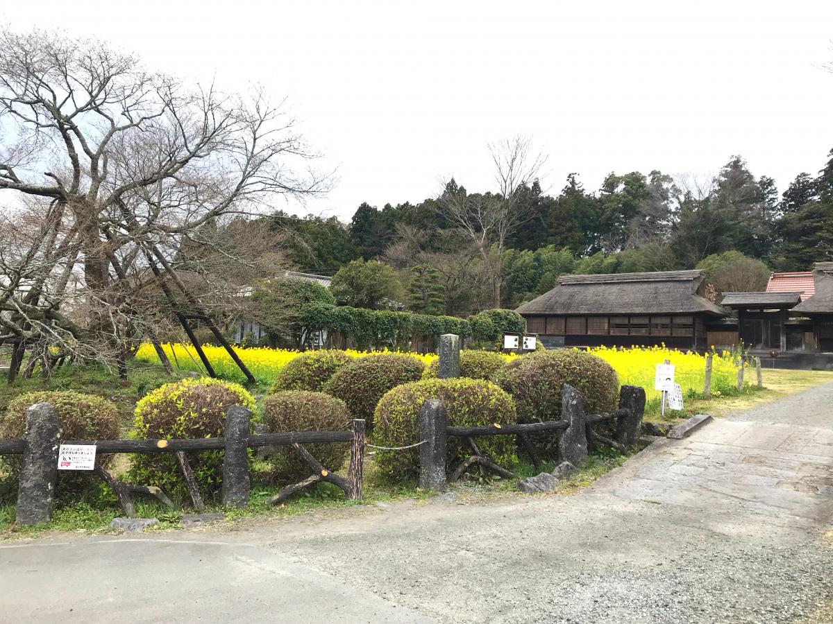 旅探 たびたん 狩宿の下馬桜 富士宮市狩宿