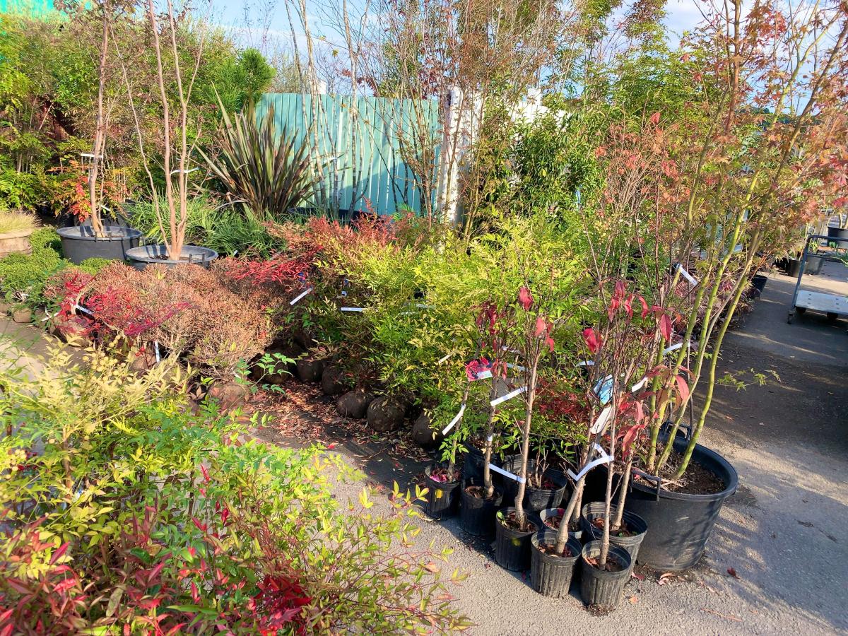 マーケットピア 花ひろば